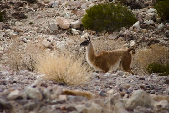 Guanaco (Lama guanicoe) spotted in the Aconcagua procincial park in Mendoza, Argentina.