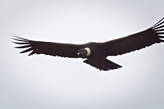 Majestic Andean condor (Vultur gryphus) in flight, spotted in the Aconcagua provincial park in Mendoza, Argentina.