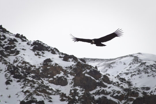 Majestic Andean condor (Vultur gryphus) in flight, spotted in the Aconcagua provincial park in Mendoza, Argentina.