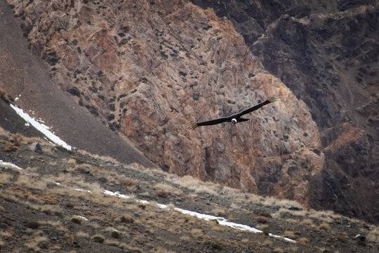Majestic Andean condor (Vultur gryphus) in flight, spotted in the Aconcagua provincial park in Mendoza, Argentina.