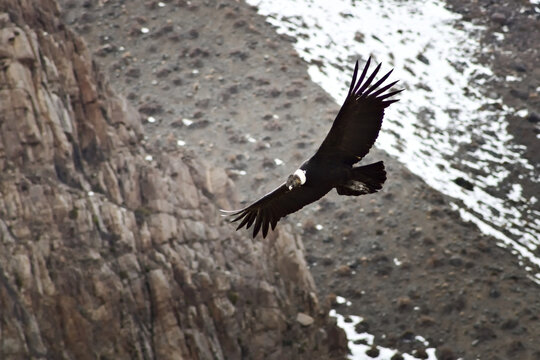 Majestic Andean condor (Vultur gryphus) in flight, spotted in the Aconcagua provincial park in Mendoza, Argentina.