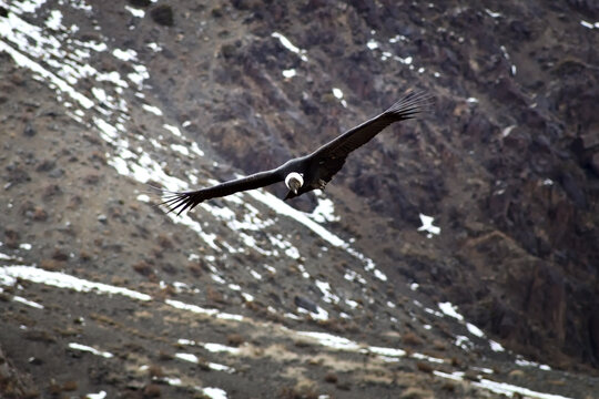 Majestic Andean condor (Vultur gryphus) in flight, spotted in the Aconcagua provincial park in Mendoza, Argentina.
