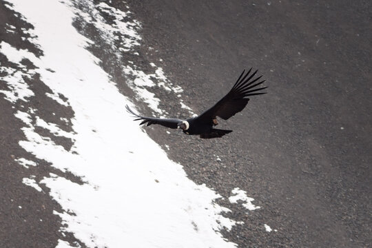 Majestic Andean condor (Vultur gryphus) in flight, spotted in the Aconcagua provincial park in Mendoza, Argentina.