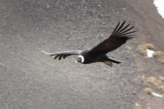 Majestic Andean condor (Vultur gryphus) in flight, spotted in the Aconcagua provincial park in Mendoza, Argentina.