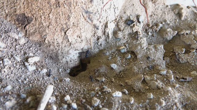 Ground ants Camponotus in Oman desert
