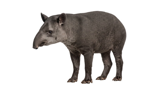 Kabomani tapir Amazonian wild mammal isolated on transparent background