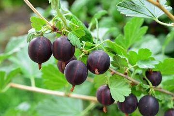Ripe Dark Purple Gooseberries on a Branch in the Garden, copy space © Irina