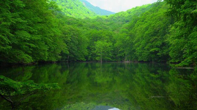 新緑の長沼　蔦七沼