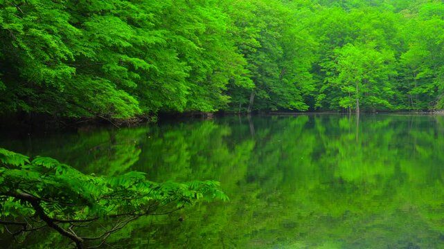 新緑の長沼　蔦七沼