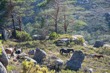 Naklejka premium Herd of Wild Horses Walking on Rocky Mountain Slope with Pine Trees