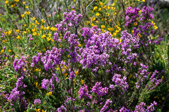 Vibrant Purple Heather and Yellow Gorse Blooming in Wild Nature