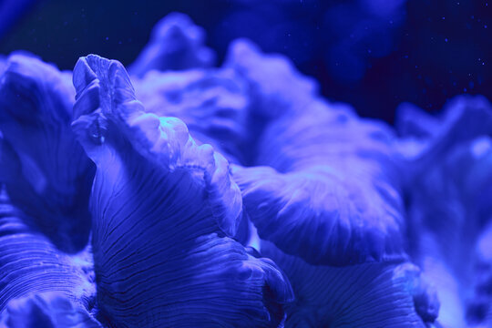 Blue Coral Macro Texture