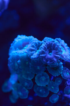 Blue Coral Underwater Macro Close Up