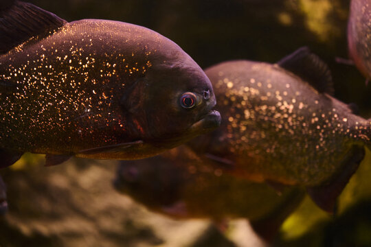 Close-Up of Red Piranha in Freshwater Aquarium