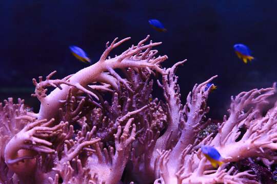 Soft Coral Reef with Tropical Fish