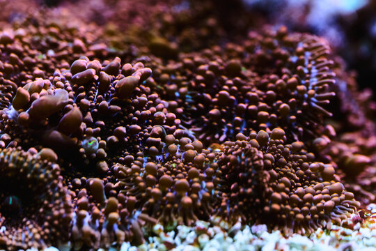 Macro Close-Up of Soft Coral in Reef Aquarium