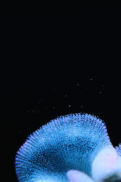 Blue Mushroom Gills on Black Background