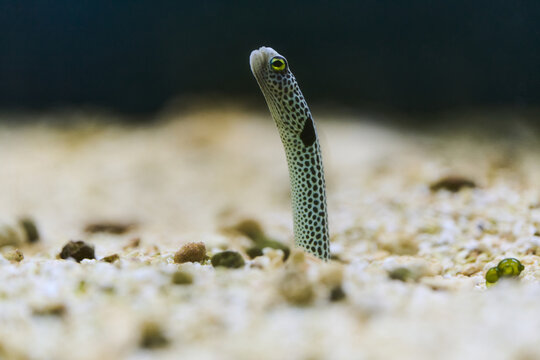 Spotted Garden Eel Emerging from Sand