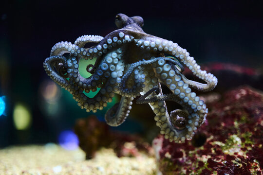 Common Octopus in Marine Aquarium