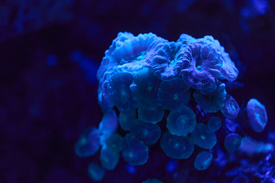 Blue Coral Underwater Macro Close Up