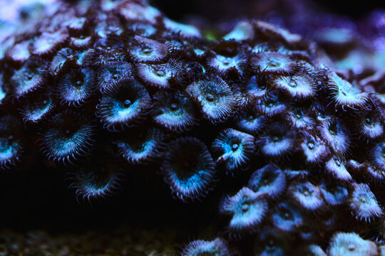 Blue Zoanthid Coral Macro Underwater