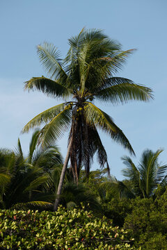 Coconut Palm Tree Against Blue Sky 