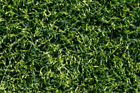Artificial turf grass close up sport detail