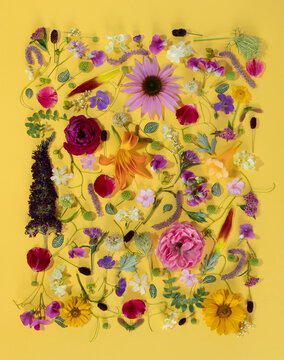 Summer blossom on yellow