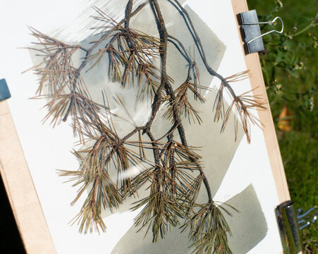 Botanical Contact Printing with Cyanotype Technique