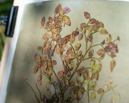 Botanical Contact Printing with Cyanotype Technique