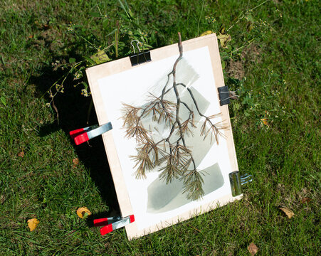 Photosensitive Paper Prepared for Botanical Cyanotype