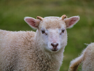 A young lamb gazes toward the camera in a green pasture on Fair Isle, UK, with soft wool and alert ears creating a gentle rural portrait © Alan