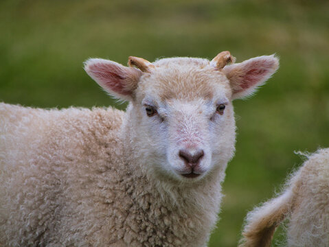 A young lamb gazes toward the camera in a green pasture on Fair Isle, UK, with soft wool and alert ears creating a gentle rural portrait