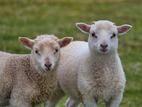 Two young lambs stand close together in a green pasture on Fair Isle UK with an endearing rural spring mood