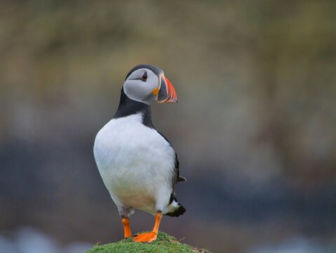 Atlantic puffin standing on a mossy cliff edge on Fair Isle United Kingdom with a soft natural background