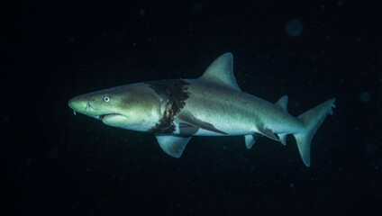 Fototapeta premium Deep sea shark swimming through dark water