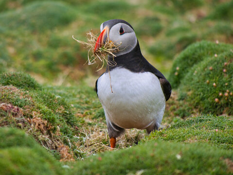 Atlantic puffin carrying grass for its burrow nest on Fair Isle UK amid vivid green coastal vegetation