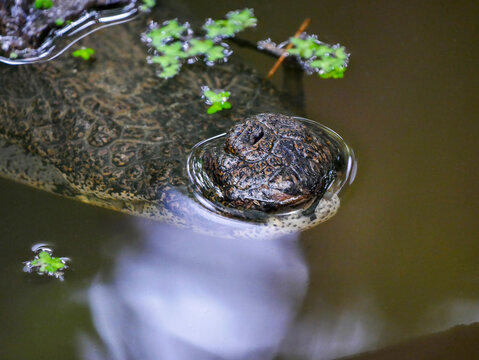 Only the tip of a caiman's (Caiman crododiulus) snout is visible above the water. Taken in Cahuita National Park.