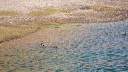 Foto Aves silvestres en laguna alta montaña Chile 01 © Chris