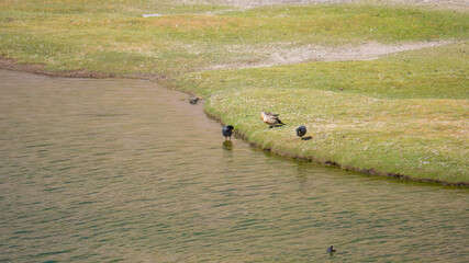 Foto Aves silvestres en laguna alta montaña Chile 02 © Chris