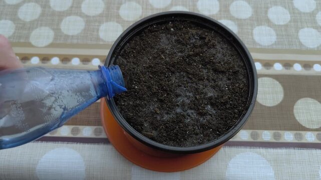 Watering freshly planted soil carefully to help seeds germinate faster and healthier