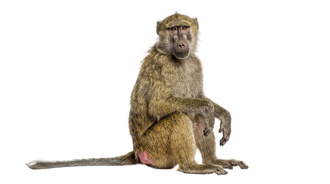 Kinda baboon African wild primate sitting isolated on transparent background