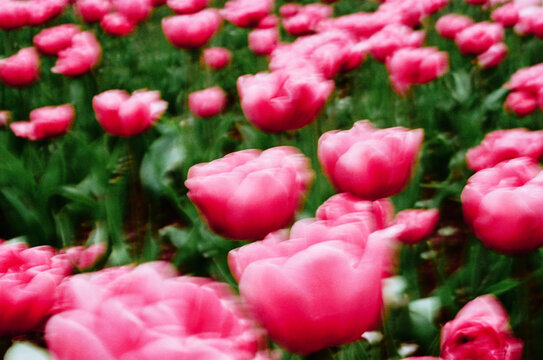 Pink tulips sway in a spring garden scene