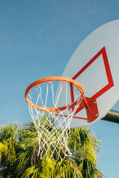 Basketball hoop with palm tree