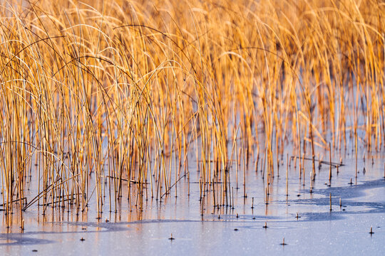 Golden Reeds Frozen Lake