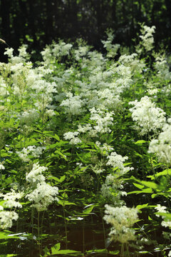 Meadowsweet white flowers blooming in the wild nature. Fluffy white blossoms of filipendula ulmaria medicinal plant in natural habitat.
