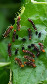 Gulf Fritillary Caterpillars on Passionflower Leaf