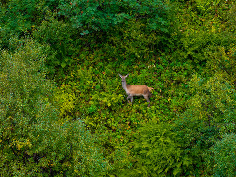 Aerial view of a deer standing in a lush green forest in Valldal, More og Romsdal, Norway.