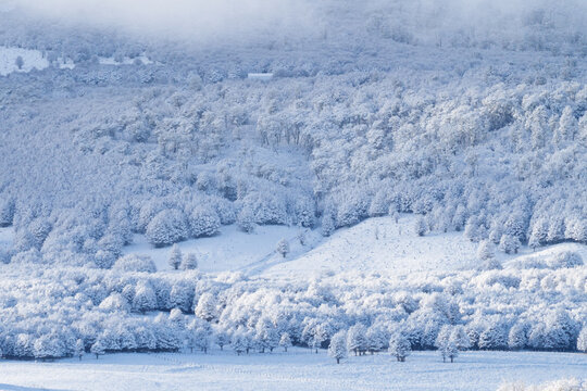 Frosted Forest Hillside