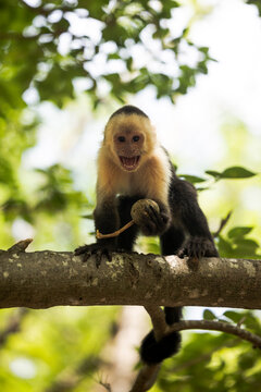 White-Faced Capuchin Monkey Eating Fruit on Branch